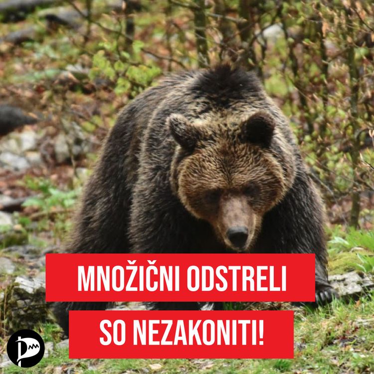 Kljub zadržanem dovoljenju v mesecu dni pobitih 112 medvedov