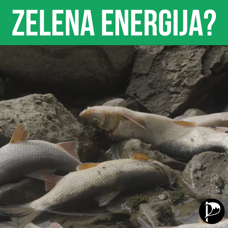 Pogin rib zaradi HE Brežice razgalja negativne plati obnovljivih virov energije