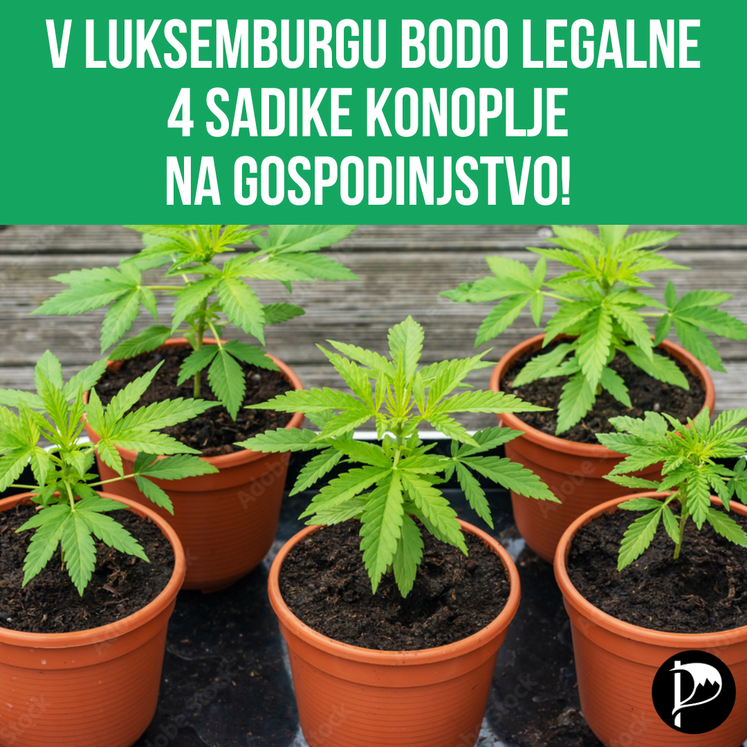V Luksemburgu bo konoplja kmalu (delno) legalizirana